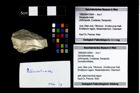 Foto (Objekt + Etikett) von Goniodromites sp.  (NHMW-GEO-1990-0041-2954)